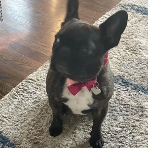 Meet your Posher, Allison